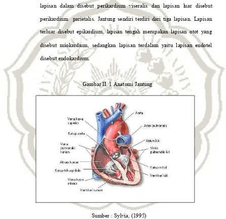 Gambar II. 1 Anatomi Jantung 