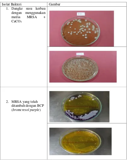 Isolat Bakteri  Gambar  1. Dangke susu kerbau  