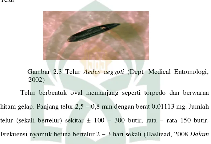Gambar 2.3 Telur Aedes aegypti (Dept. Medical Entomologi, 