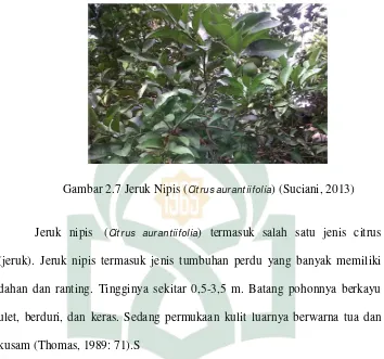 Gambar 2.7 Jeruk Nipis (Citrus aurantiifolia) (Suciani, 2013) 