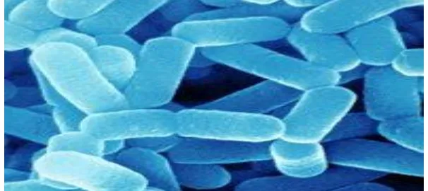 Gambar 2.5. Morfologi Lactobacillus sp (Charterist et al. 1998) 