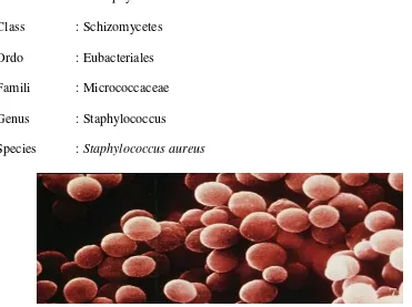 Gambar 2.6. Morfologi Staphylococcus aureus (Charterist et al. 1998) 
