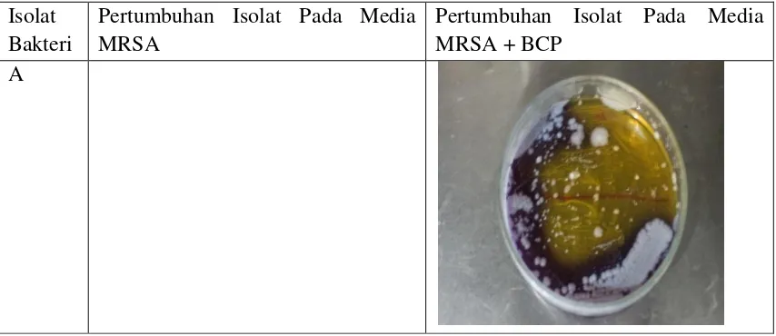 Tabel 2. Karakter Morfologi Koloni Bakteri Dari Dangke Dengan bahan Dasar Susu sapi 