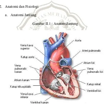 Gambar II.1 : AnatomiJantung 