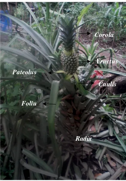 Gambar 2.I. Penampilan buah nanas (Ananas comosus) 