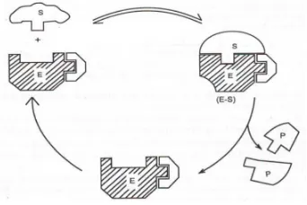 Gambar 2. 3. Model Induced Fit (Santoso, 2011, 7). 