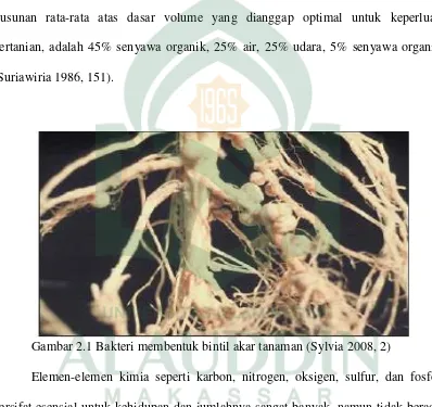 Gambar 2.1 Bakteri membentuk bintil akar tanaman (Sylvia 2008, 2) 