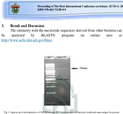 Fig 1. Agarose gel electrophoresis of 16S Ribosomal RNA from isolates of bacterial symbionts macroalgae  Sargassum polycystum