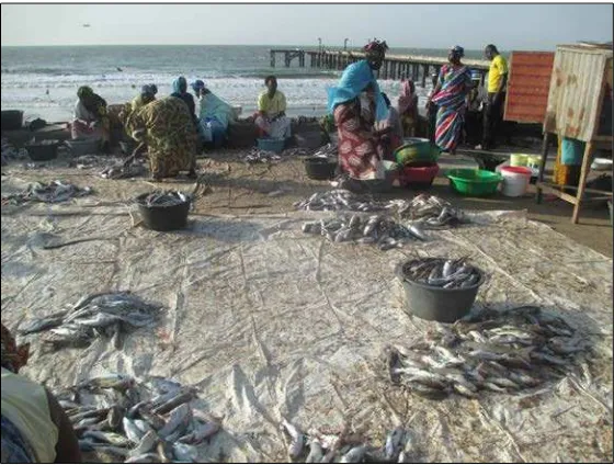 Figure 9.  Women at Bakau landing site preparing the day’s catfish catch for sale and processing