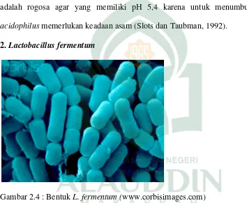 Gambar 2.4 : Bentuk L. fermentum (www.corbisimages.com) 