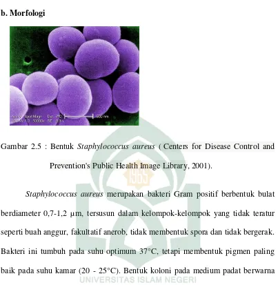 Gambar 2.5 : Bentuk Staphylococcus aureus ( Centers for Disease Control and 