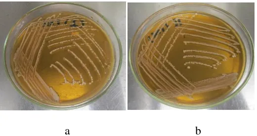 Gambar 4.1. Isolat a dan b bakteri asam laktat dari usus itik 