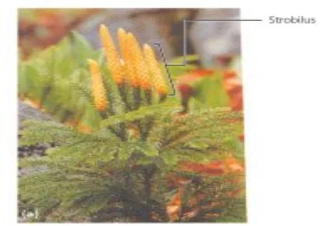 Gambar 4. Paku kawat (Lycopodium clavatum)