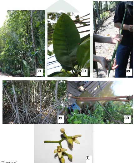 Gambar Sommeratia casoelaris (a)pohon, (b)akar, (c)batang (d)daun, (e)buah, 