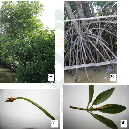 Gambar Rhizopora apiculata. (a)pohon, (b)akar, (c)buah, (d)daun. 