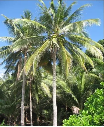 Gambar 2.1. Pohon kelapa varietas kelapa dalam (Sumber: http://perkebunan.  litbang.deptan.go.id) 