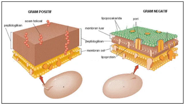 Gambar 2.3. Perbandingan struktur dinding sel bakteri Gram positif dan Gram negatif (Sumber: http://biobakteri.files.wordpress.com)