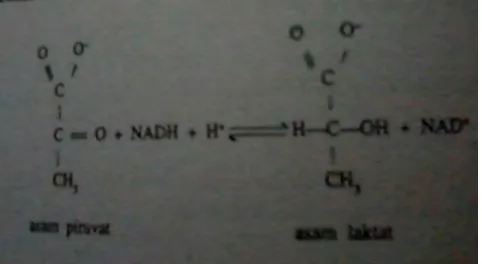 Gambar 2.7. Proses pembentukan asam laktat (Sumber: Poedjiadi dan Titin, 2007: 264). 