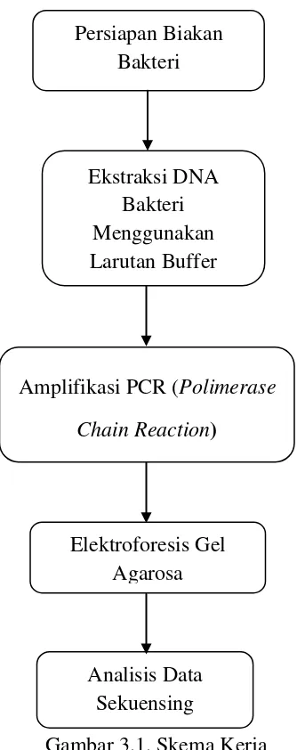 Teori Tentang Bakteri Asam Laktat - Isolasi Karakterisasi Dan ...