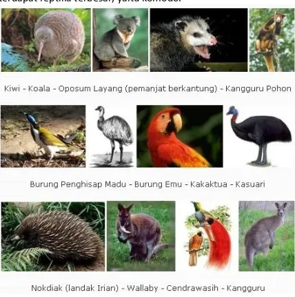 Gambar. Fauna yang termasuk tipe Australia 