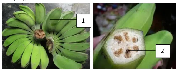 Gambar 4.7 Buah tanaman pisang (1) Pisang kepok (Musa paradisiaca L. var. bluggoe). (2) Pisang batu (Musa brachycarpa Back)