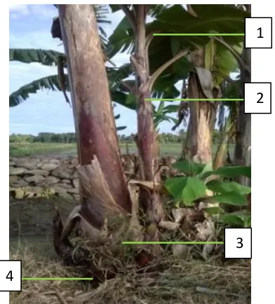 Gambar 4.8 Pohon tanaman pisang.(1) Tangkai.(2) Batang semu (pelepah).(3) Bonggol atau batang sejati