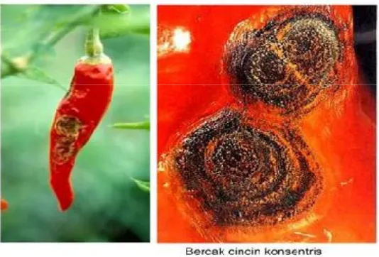 Gambar 2.3 Penyakit antraknosa pada buah cabai merah (Capsicum annum L.) 