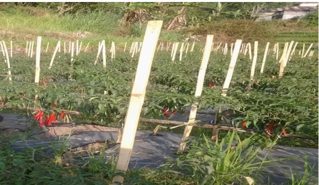 Gambar 2.5 Lahan Pertanian Cabai Merah di Dusun Lengkese Desa Manimbahoi 