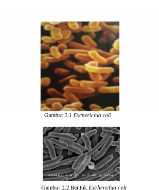 Gambar 2.2 Bentuk Escherichia coli