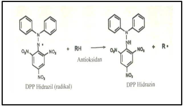 Gambar 4.2 Radikal DPPH dengan antioksidan (Lampe, 1999). 