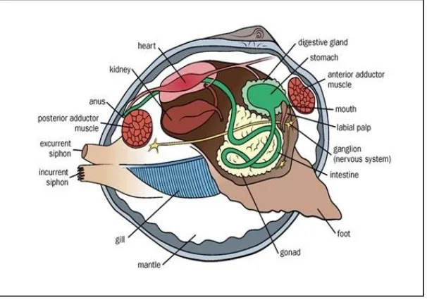 Gambar 2.2. Anatomi  Meretrix meretrix (sumber: eBooks “(Poppe, 1993”).