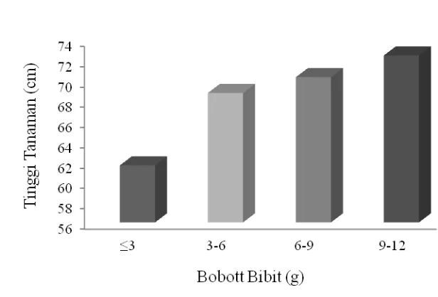 Gambar 3. Histogram hubungan tinggi tanaman 10 MST (cm) dengan perlakuan perbedaan bobot bibit (G1) 