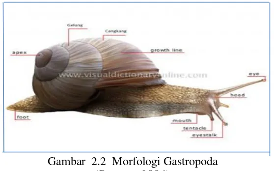 Gambar  2.2  Morfologi Gastropoda 