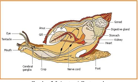 Gambar 2.3 Anatomi Gastropoda 