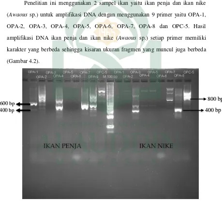 Gambar 4.2. Elektroforesis hasil  amplifikasi  PCR  sampel  DNA  ikan penja dan ikan nike (Awaous sp.) dengan menggunakan primer OPA-1, OPA-2, OPA-3, OPA-4, OPA-5, OPA-6, OPA-7, OPA-8 dan OPC-5