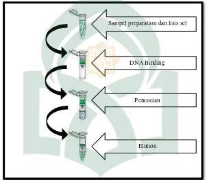 Gambar  4.6. Prinsip kerja ekstraksi DNA dengan menggunakan metode mini column 