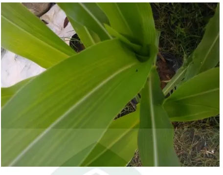 Gambar 2.4 Daun tanaman jagung (Zea mays L.) (Dokumentasi 