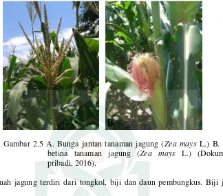 Gambar 2.6  Buah tanaman jagung (Zea mays L.) (Dokumentasi pribadi, 2016) 