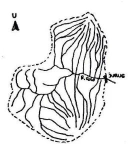 Gambar 2.4: DAS bentuk radial 