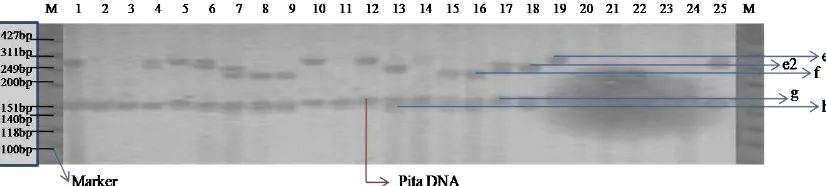 Gambar 4.2. Visualisasi Pita DNA varietas jagung bersari bebas  menggunakan         