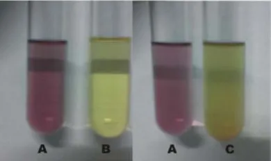 Gambar 5. Hasil uji fenolik (A = kontrol negatif [blanko], B = kontrol positif [asam galat], dan C = larutan uji [fraksi air ekstrak etanolik daun selasih]) 