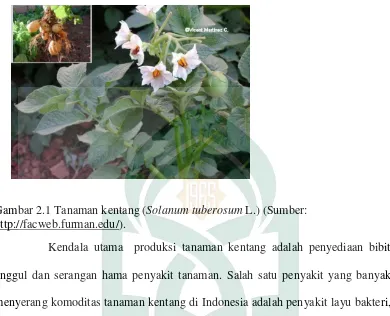 Gambar 2.1 Tanaman kentang (Solanum tuberosum L.) (Sumber: 