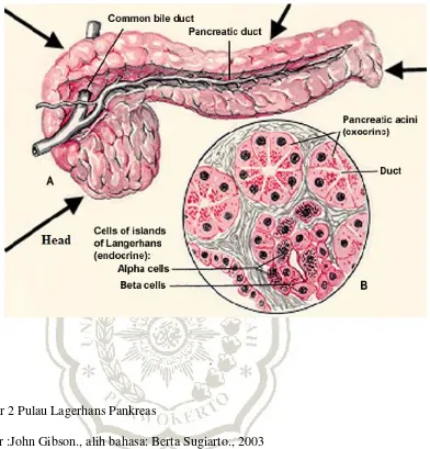 Gambar 2 Pulau Lagerhans Pankreas 