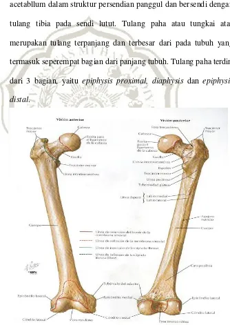 Gambar 2.1 Tulang Femur tampak depan dan belakng 