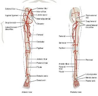 Gambar 2.2 Arteri-arteri ekstremitas bawah; tampak depan dan belakang 