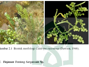 Gambar 2.1  Bentuk morfologi Caulerpa racemosa (Dawson, 1946). 