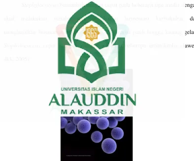 Gambar 2.4 Staphylococcus aureus (Aubrecnt, 2003) 
