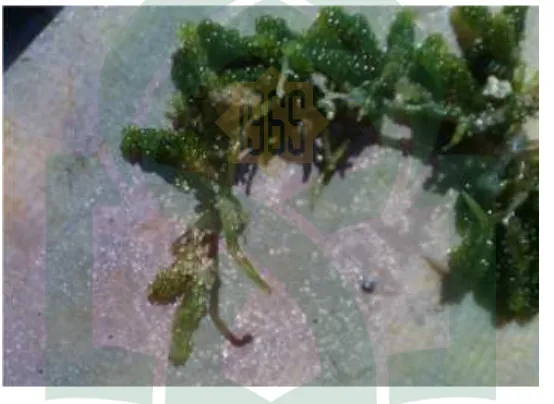 Gambar 2.1Caulerpa racemosa (Sumber Gede Ari Yudasmara : 2014)