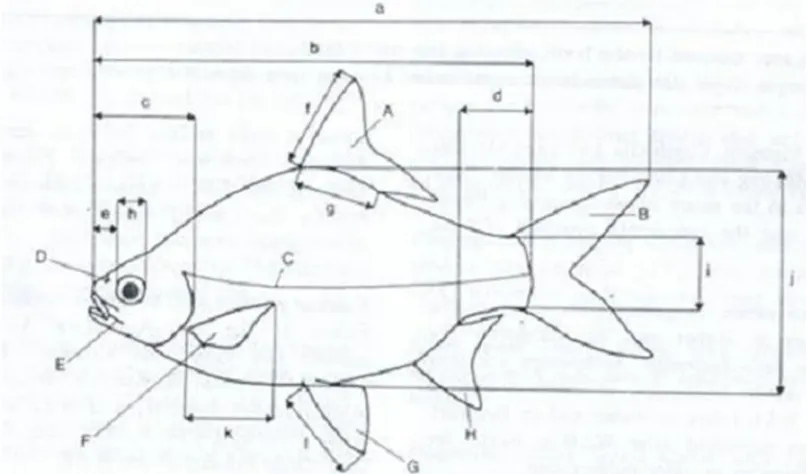 Gambar 2.2.Skema ikan untuk menunjukkan bagian-bagian utama ikan danukuran-ukuran yang digunakan dalam identifikasi