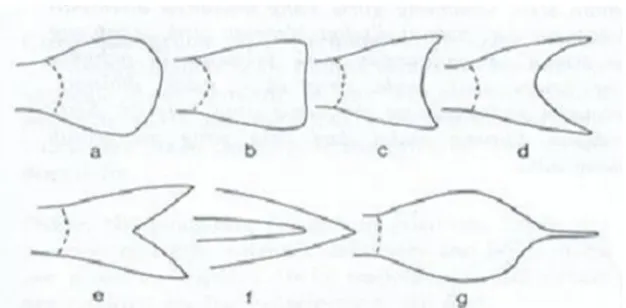 Gambar 2.3.Bentuk-bentuk utama sirip ekor (a) membulat, (b) bersegi, (c) sedikitcekung atau berlekuk tunggal, (d) bulan sabit, (e) bercagak, (f)meruncing, (g) lanset (Sumber: Kotellat, et al., 1993).